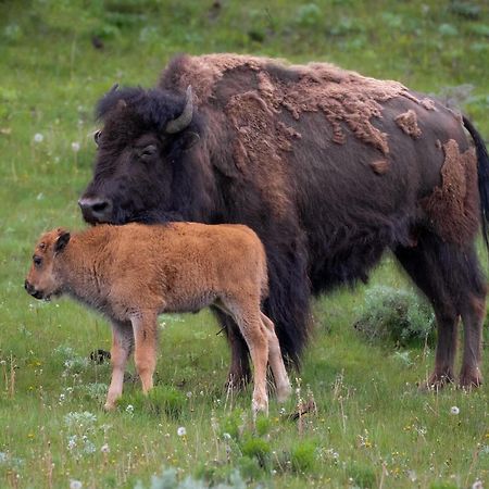 Let'S Go ! Fisherman, Families, Pools One Minute From Your Door, Comfort, Location Perfect, Amenity-Rich, Pup Friendly, Discover An Exceptional Wyoming Stay, Thermopolis River Walk Home At Hot Springs State Park, 'Where Families And Fisherman Stay' المظهر الخارجي الصورة