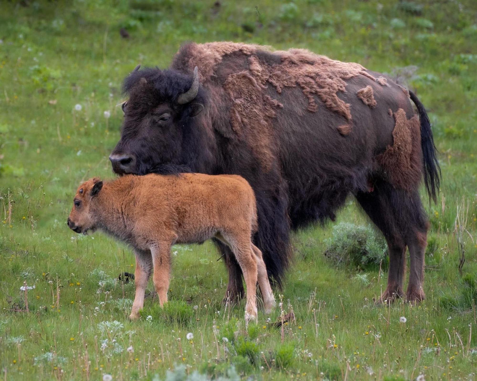 Let'S Go ! Fisherman, Families, Pools One Minute From Your Door, Comfort, Location Perfect, Amenity-Rich, Pup Friendly, Discover An Exceptional Wyoming Stay, Thermopolis River Walk Home At Hot Springs State Park, 'Where Families And Fisherman Stay' المظهر الخارجي الصورة